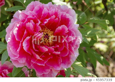ぼたん 45957339
