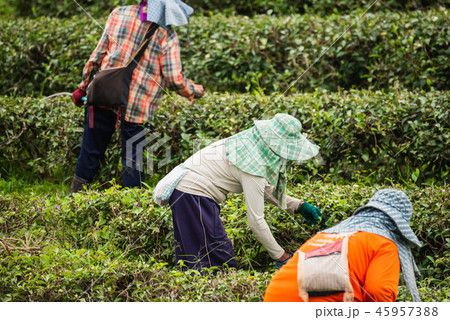 worker woman picking green tea leaf at tea farm worker woman picking green tea leaf at tea farm 45957388