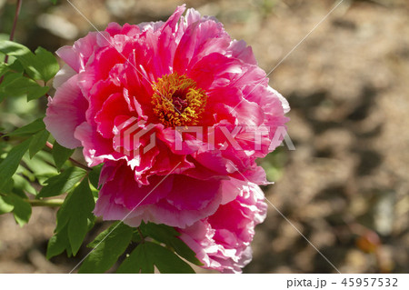 ぼたん ぼたん 45957532