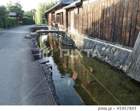 萩市 藍場川の風景 萩市 藍場川の風景 45957805