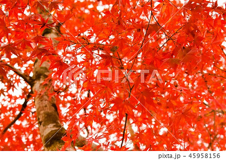 紅葉2 45958156