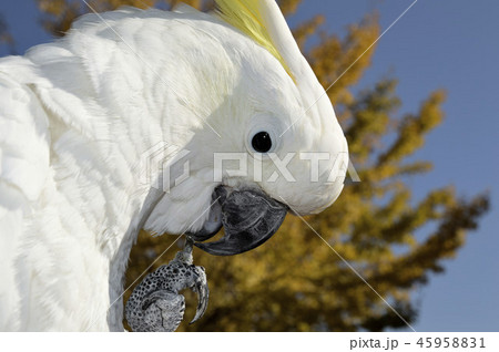 オウム　（キバタン） とイチョウ 45958831
