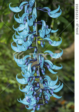 ヒスイカズラ 45958968