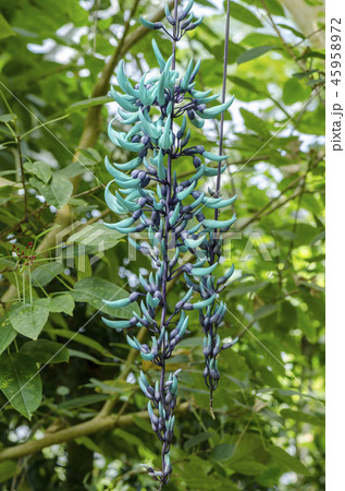 ヒスイカズラ 45958972