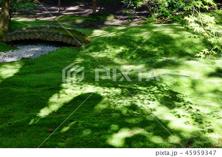野宮神社(京都) 野宮神社(京都) 45959347