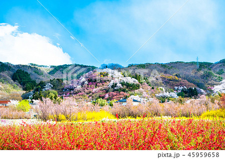 福島県福島市 花見山公園 福島県福島市 花見山公園 45959658