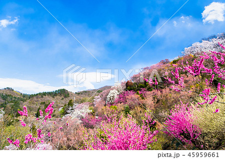 福島県福島市 花見山公園 45959661