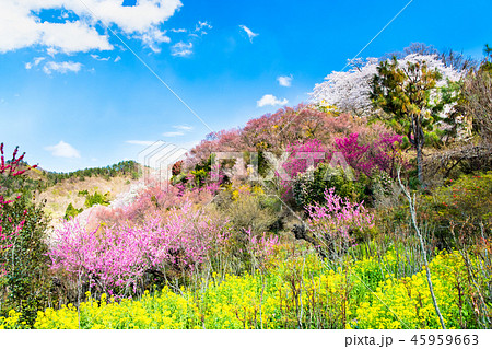 福島県福島市 花見山公園 45959663