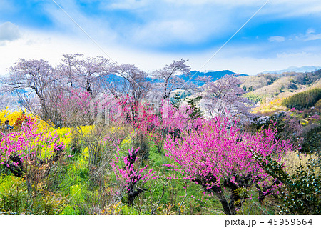 福島県福島市 花見山公園 45959664