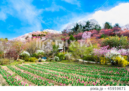 福島県福島市 花見山公園 45959671