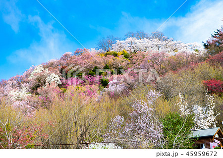 福島県福島市 花見山公園の写真素材