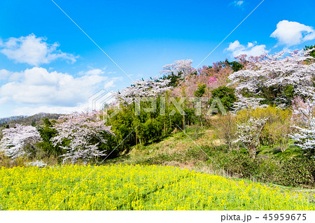 福島県福島市 花見山公園 福島県福島市 花見山公園 45959675