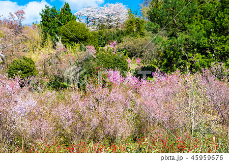 福島県福島市 花見山公園 45959676