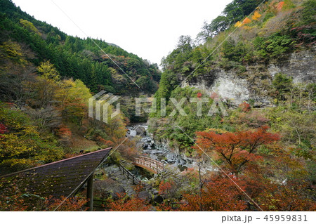 仁淀ブルー 安居渓谷 紅葉 清流の写真素材