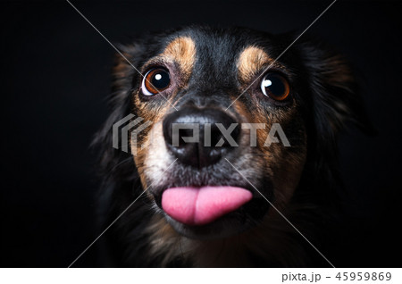 Portrait of Border collie isolated on black backgr 45959869