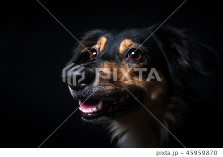 Portrait of Border collie isolated on black backgr 45959870
