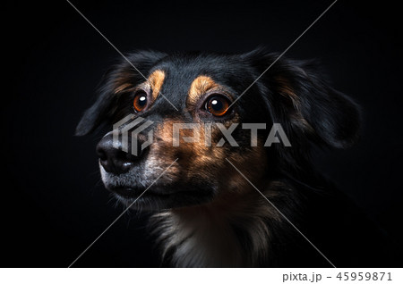 Portrait of Border collie isolated on black backgr 45959871