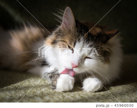 Fluffy cat licks his hair with his tongue Fluffy cat licks his hair with his tongue 45960030