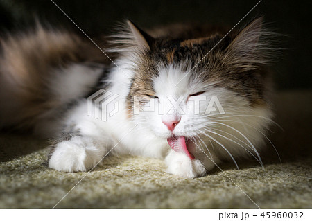 Fluffy cat licks his hair with his tongue Fluffy cat licks his hair with his tongue 45960032