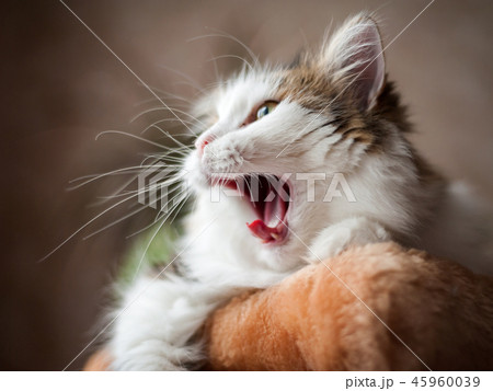 Fluffy cat licks his hair with his tongue 45960039