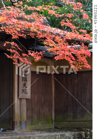 秋の瑠璃光院 45960221