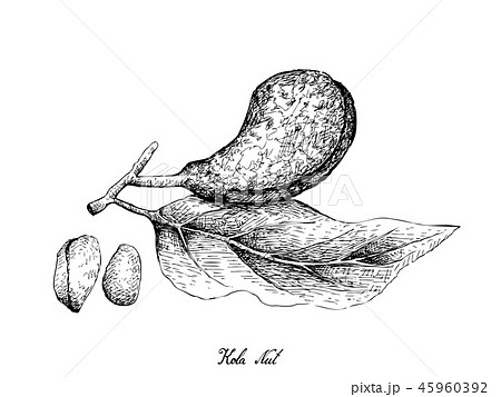 Hand Drawn of Kola Nut Fruits on White Background Hand Drawn of Kola Nut Fruits on White Background 45960392