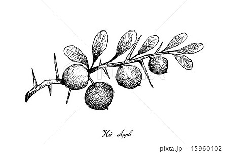 Hand Drawn of Kei Apple Fruits on White Background 45960402