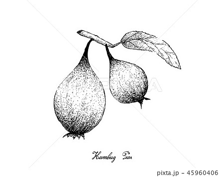Hand Drawn of Humbug Pears on White Background 45960406