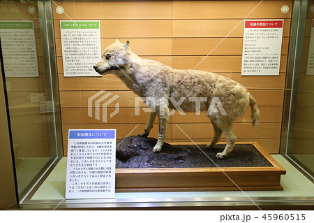 オオカミ 45960515