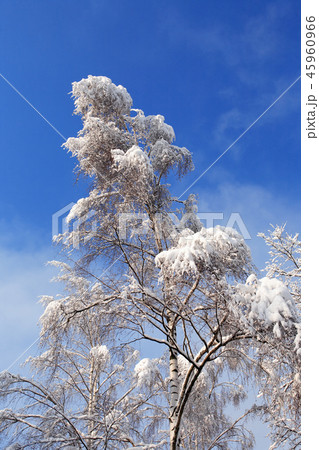 Nice Winter Background Nice Winter Background 45960966