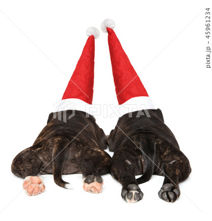 Staffordshire bull terrier puppy Rear view 45961234