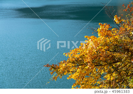 奥多摩湖 小河内ダム 湖畔の紅葉 奥多摩湖 小河内ダム 湖畔の紅葉 45961383