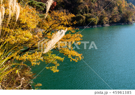 奥多摩湖 小河内ダム 湖畔の紅葉 奥多摩湖 小河内ダム 湖畔の紅葉 45961385