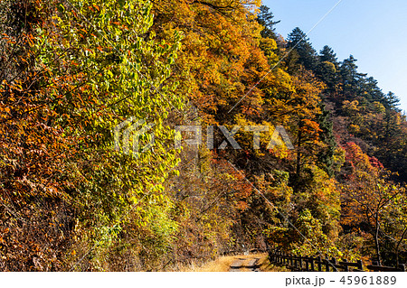 奥多摩湖　小河内ダム　湖畔の遊歩道 45961889