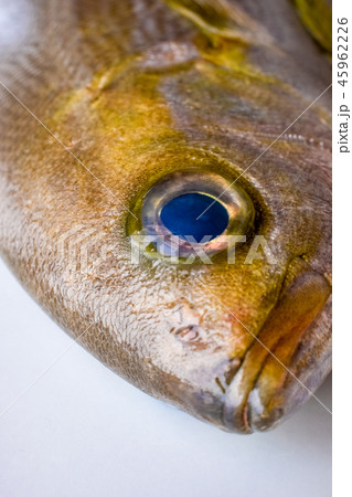イサキの頭 45962226