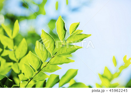 シマネトリコと青い空 45962245