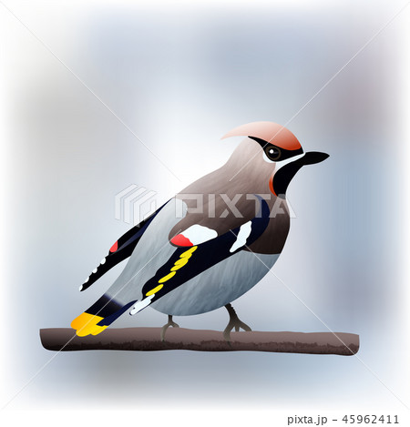 waxwing bird vector illustration waxwing bird vector illustration 45962411