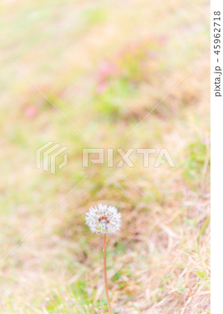 Close up of Dandelion seeds in the sunlight 45962718