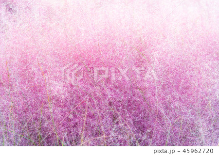 Pink muhly grass in autumn season Pink muhly grass in autumn season 45962720