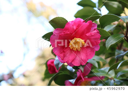 ピンク色の花 45962970