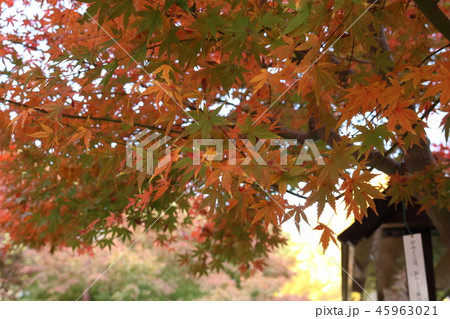 紅葉 45963021