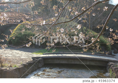 小春日和 *** さくら サクラ SAKURA *** 小春日和 *** さくら サクラ SAKURA *** 45963374