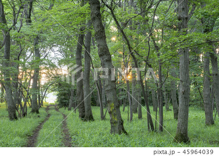 武蔵野風景 新緑 45964039