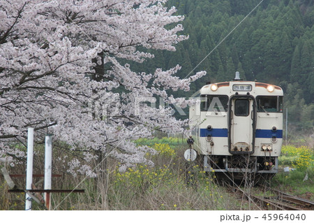 桜の大木と列車 桜の大木と列車 45964040