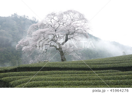 茶畑と牛代（うしんしろ）の水目桜 45964276