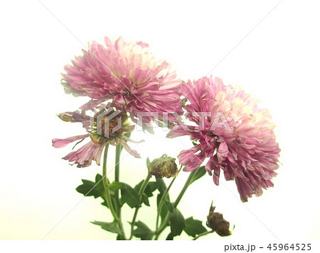 枯れた菊の花 45964525