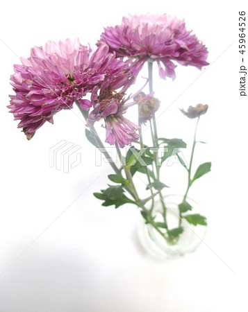 枯れた菊の花 45964526