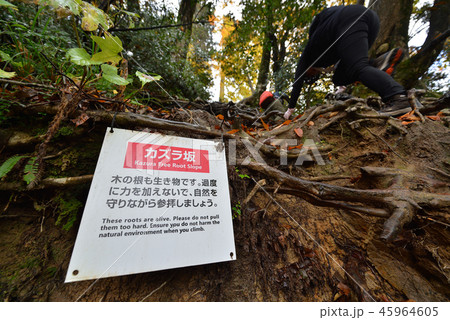 三徳山　三佛寺　カズラ坂をよじ登る 45964605