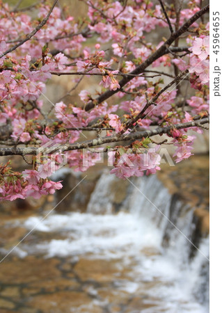 川辺の桜 45964655