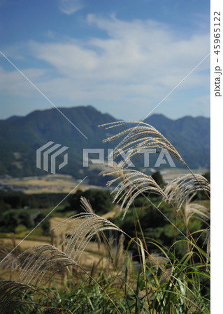 晴れた日のススキ 晴れた日のススキ 45965122